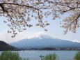 河口湖の桜と富士山