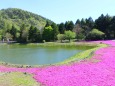 新緑と芝桜