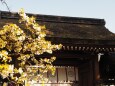 平野神社の桜