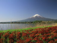 お花に富士山