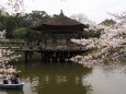 浮見堂の桜