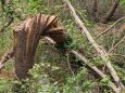 松の木を捻じ曲げる自然の猛威