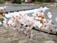 嵐山の桜