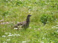 北ノ俣岳のママ雷鳥