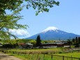 新緑と富士山