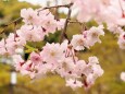 嵐山のしだれ桜