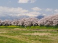 白石川堤の桜と蔵王山