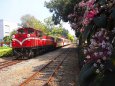 花火の花、阿里山の列車