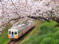 桜とローカル電車