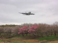 さくらとA380