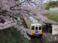 田舎の駅に咲く満開の桜