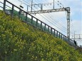 菜の花とラッピング電車