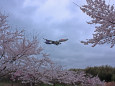 成田空港