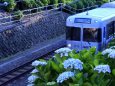 紫陽花と電車