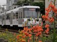 招き猫電車と鬼百合