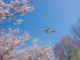 今年の桜は？