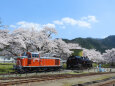 2020春 桜 若桜鉄道