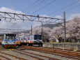 トーマス電車と桜