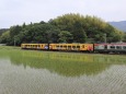 水田を走るアンパンマン列車