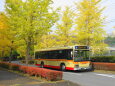 銀杏並木と神奈中バス