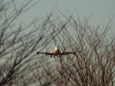 成田空港