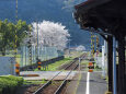 安部駅 春 サクラ