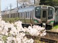 東北本線と桜