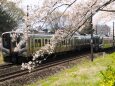 東北本線と桜