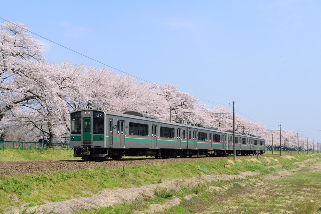船岡桜並木と701系電車
