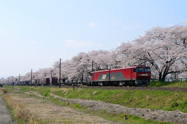船岡の桜とEH500貨物列車