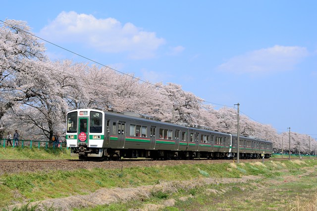 桜と719系 仙台シティラビット