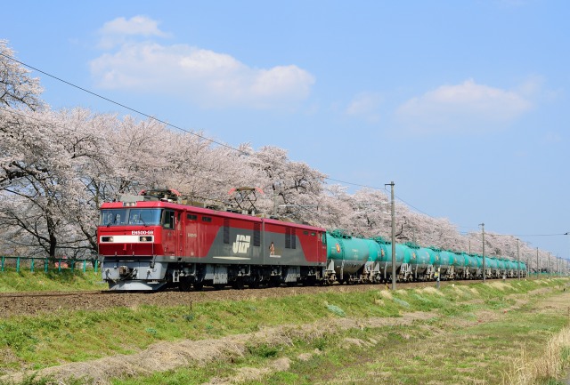 桜並木とEH500-59貨物