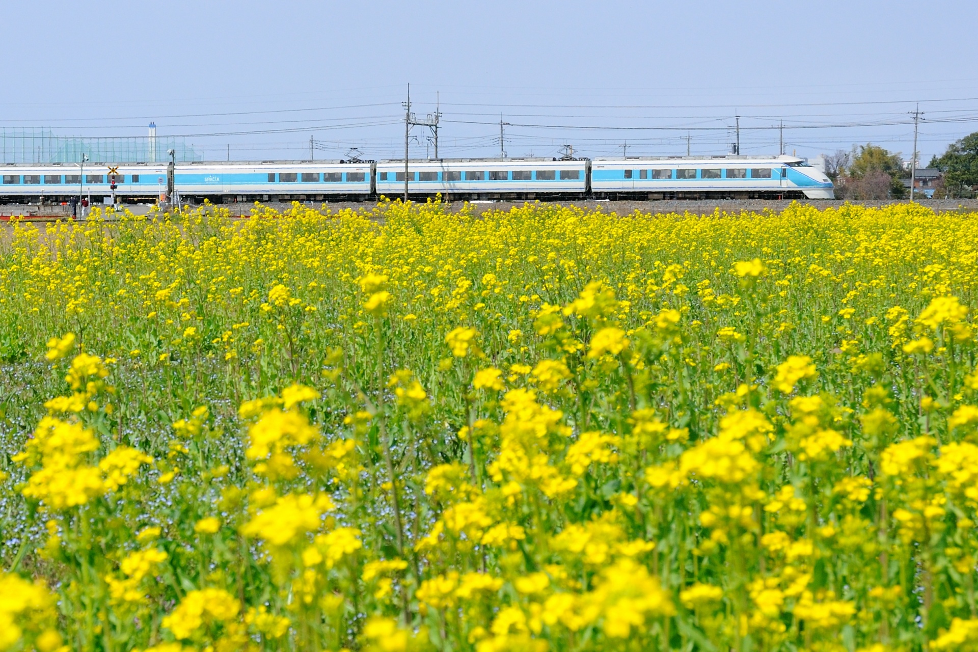 鉄道 電車 菜の花と東武特急スペーシア 壁紙1920x1280 壁紙館