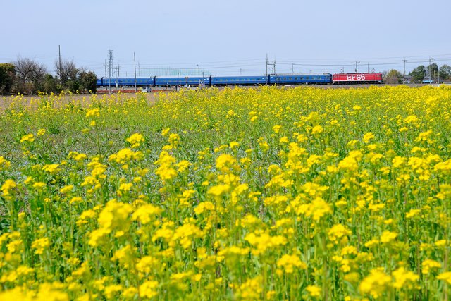 菜の花畑を行くEF65 1118+24系