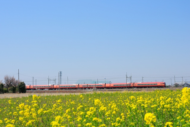 菜の花と青空と255系