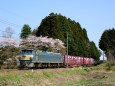 桜とEF66貨物列車