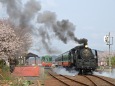 桜と真岡鐵道SL