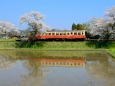 桜咲く春の小湊鉄道 飯給駅