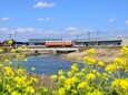 懐古 菜の花咲く春の鹿島鉄道