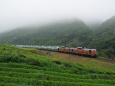 濃霧の茶畑地帯を走る岡見貨物