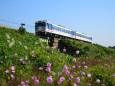 コスモスとキハ40系