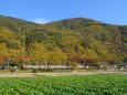 紅葉の中を走る湘南色169系