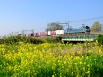 菜の花とEF66貨物列車