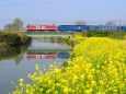 懐古 菜の花とEF81 95北斗星