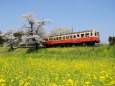 小湊鉄道 桜と菜の花