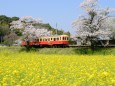 春爛漫の飯給駅