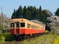 桜咲く春の小湊鉄道