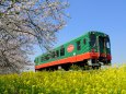 春の真岡鐵道 桜と菜の花の競演