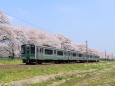 船岡桜並木と701系電車
