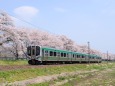 船岡桜並木とE721系